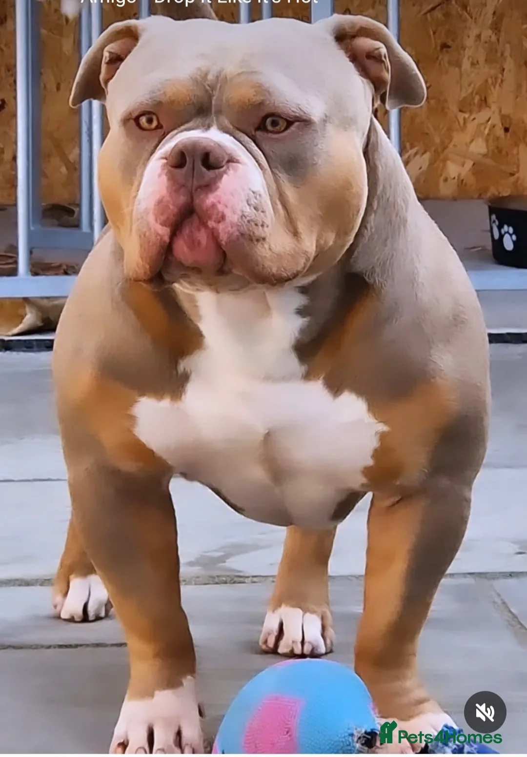 American Bully dogs for stud: American Pocket Bully PROVEN ! in Dartford - Advert 7