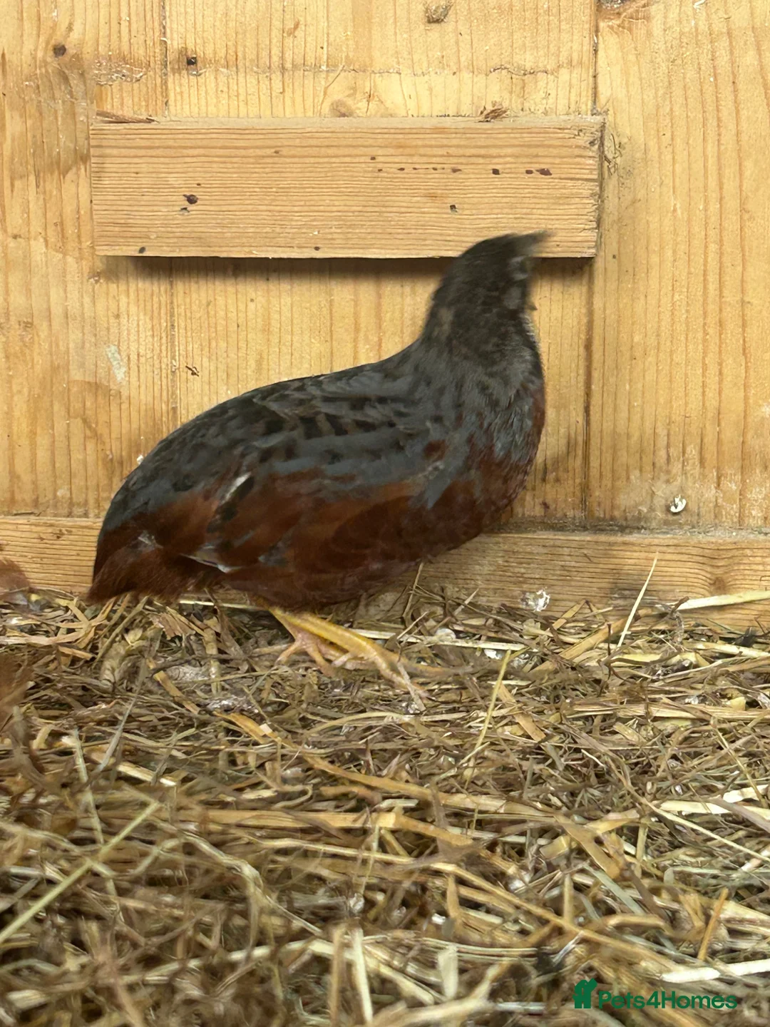 Quail poultry for sale: Male quail in Enfield - Advert 2