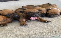 Rhodesian Ridgeback dogs for sale: KC reg Rhodesian Ridgeback puppies - Image 18