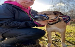 Mixed Breed dogs for adoption: Sara - Norwich Norfolk  - Image 18