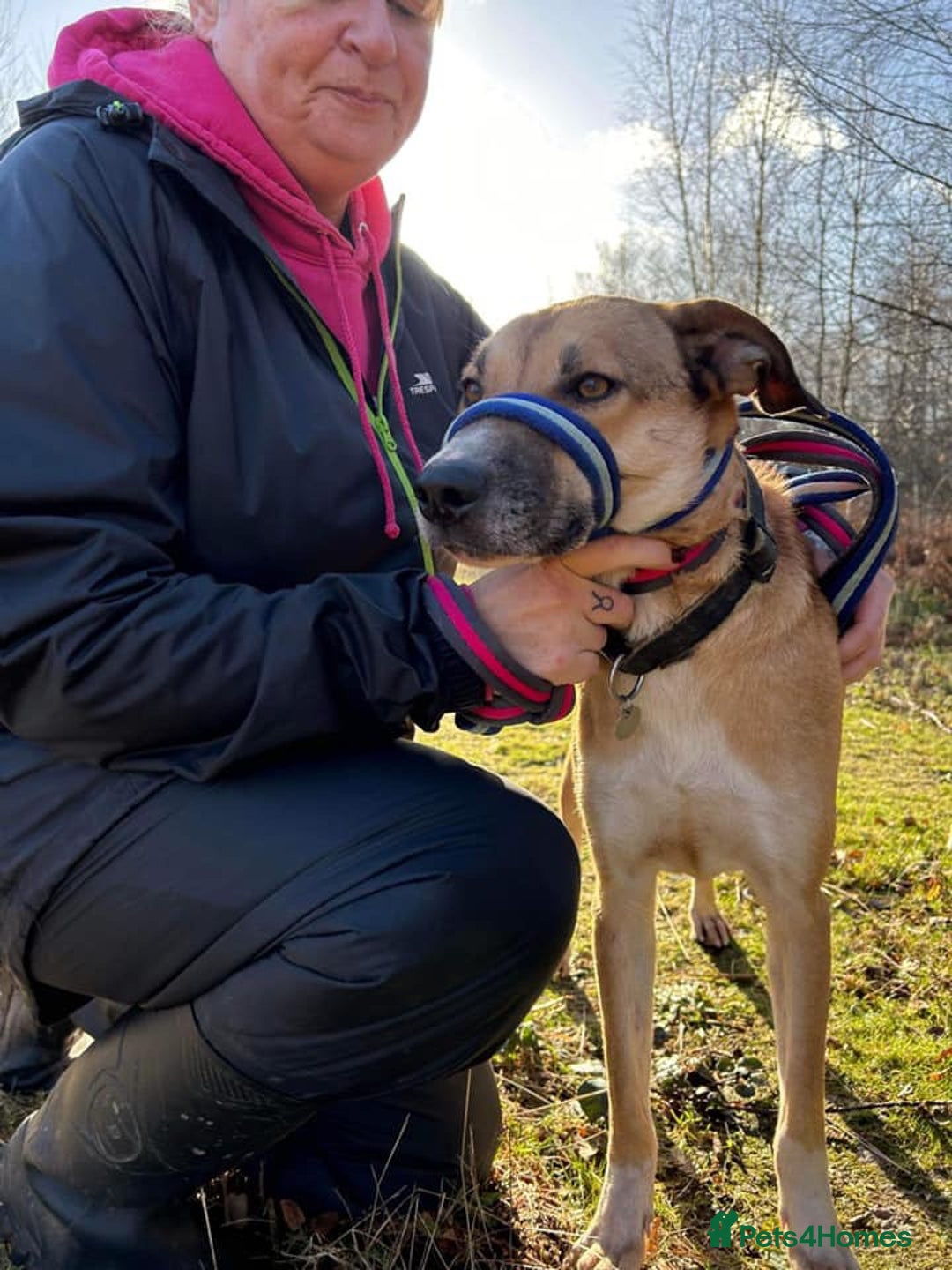 Mixed Breed dogs for adoption: Sara - Norwich Norfolk  - Image 18