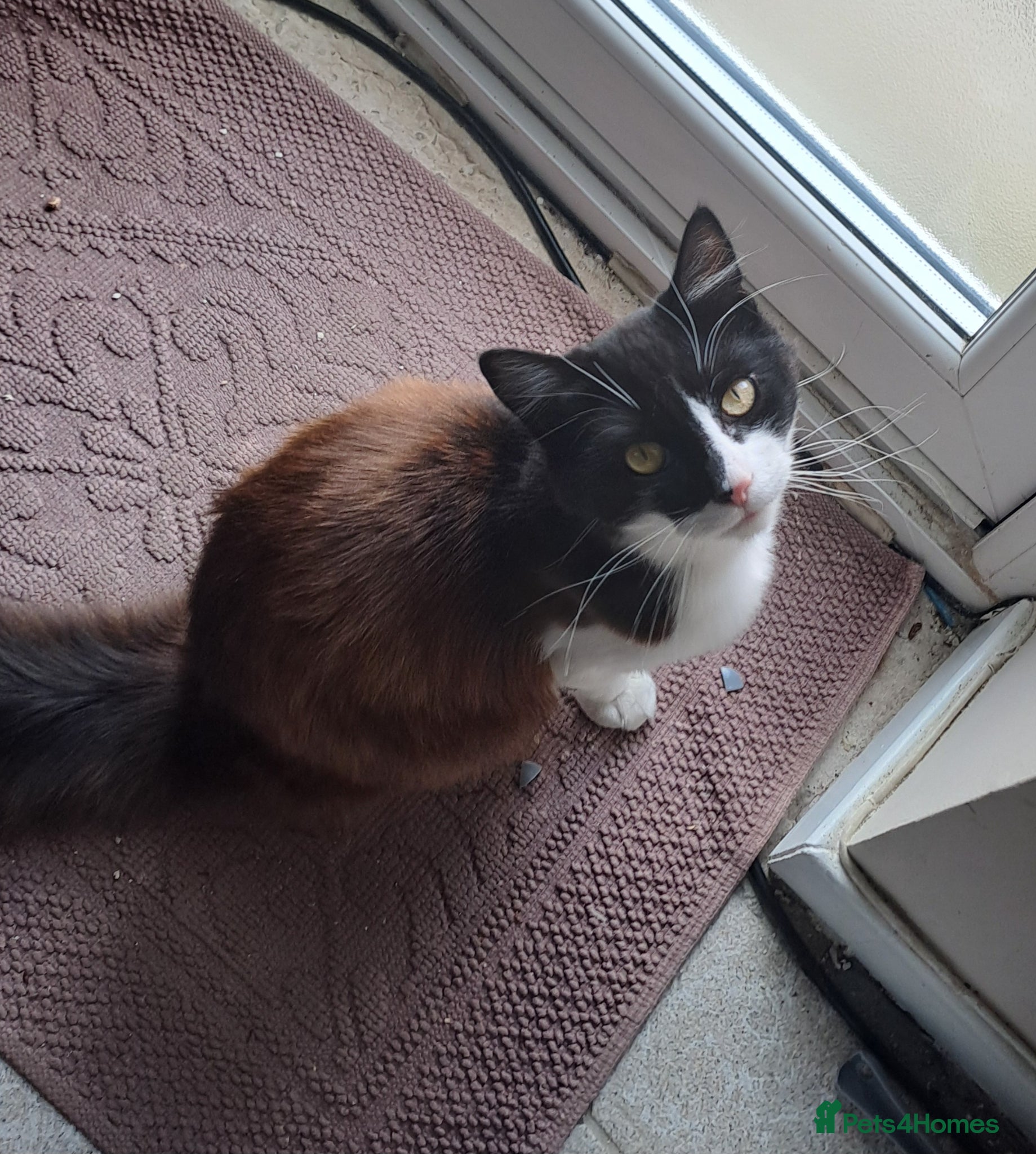 British Longhair cats 1 year old Male, Minnie looking for good home. - Advert 2