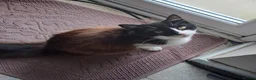 British Longhair cats for sale: 1 year old Male, Minnie looking for good home. - Advert 1