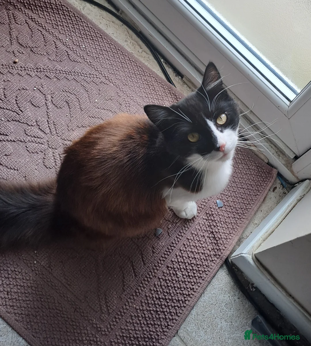 British Longhair cats for sale: 1 year old Male, Minnie looking for good home. - Advert 1