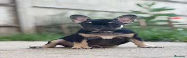 Black Tan