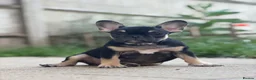 French Bulldog dogs for sale: REDUCED PRICE FOR WEEKEND KC REG FRENCH BULLDOG - Advert 6