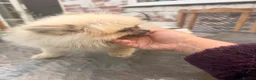 Pomeranian dogs for sale: Kc Reg fully vaccinated Pomeranian Puppies ❤️ - Advert 10