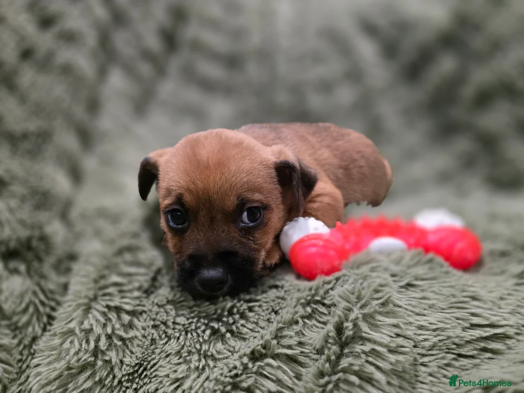 Mixed Breed dogs for sale: Puppies - Advert 3