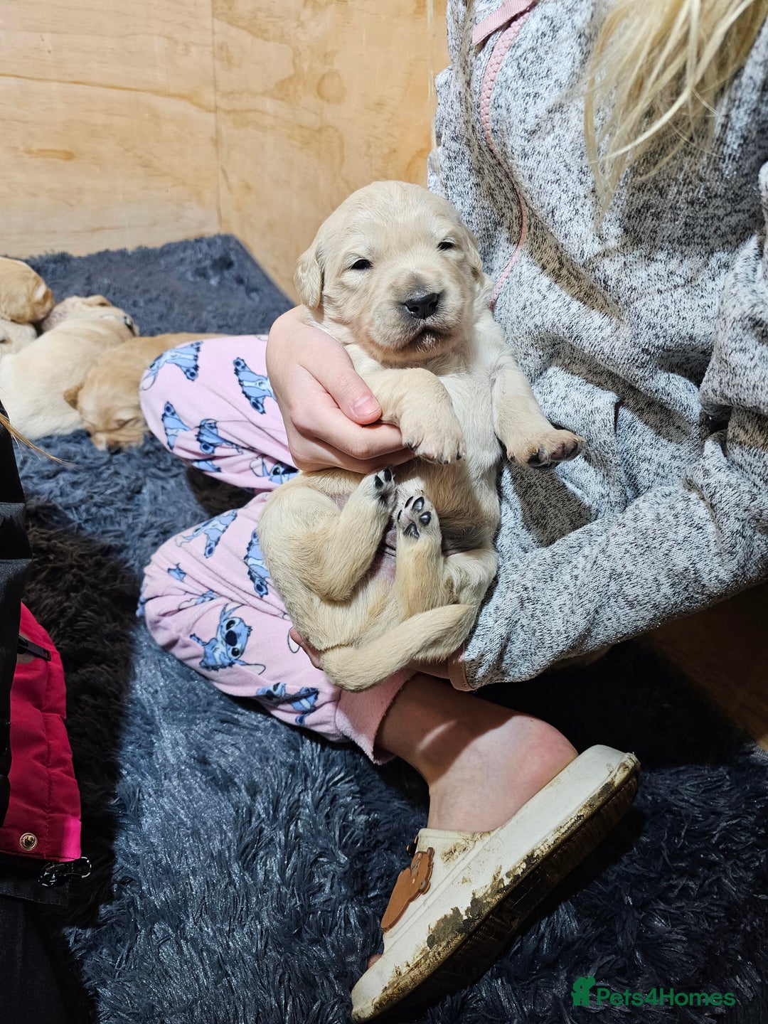 Golden Retriever dogs for sale: Golden retriever puppy for sale in Harrow  London - Advert 5