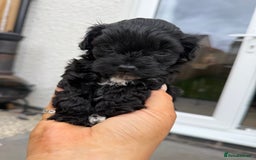 Yorkiepoo dogs for sale: Yorkiepoos - Image 25