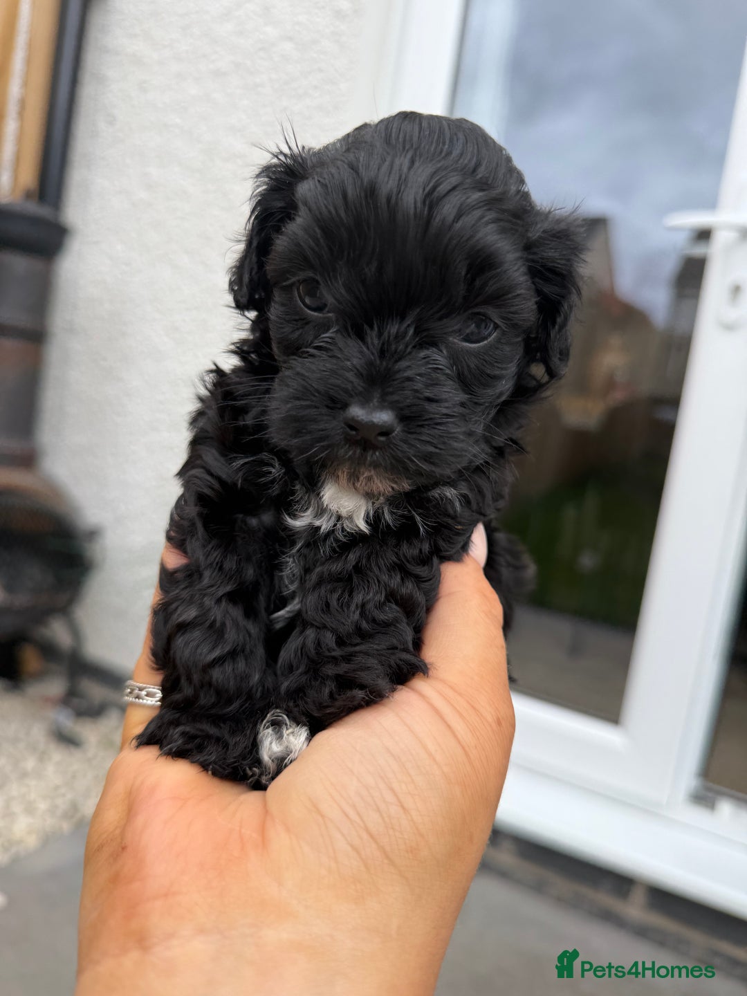 Yorkiepoo dogs for sale: Yorkiepoos - Image 25