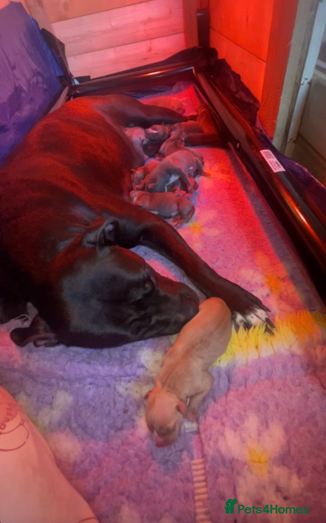 Mixed Breed dogs for sale: staffy X  - Advert 1