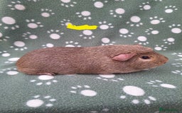 Guinea Pig rodents for sale: Chinchilla guinea pigs ready now  - Advert 3