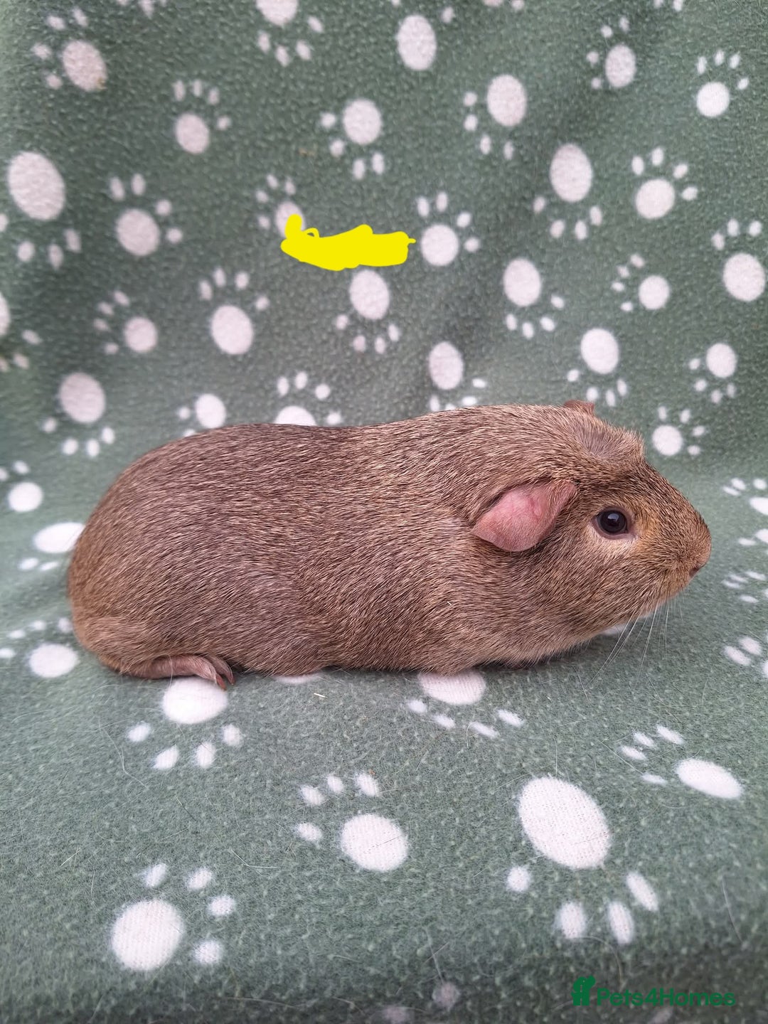 Guinea Pig rodents for sale: Chinchilla guinea pigs ready now  - Advert 3