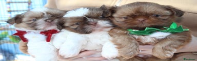 Shih Tzu Puppy 1