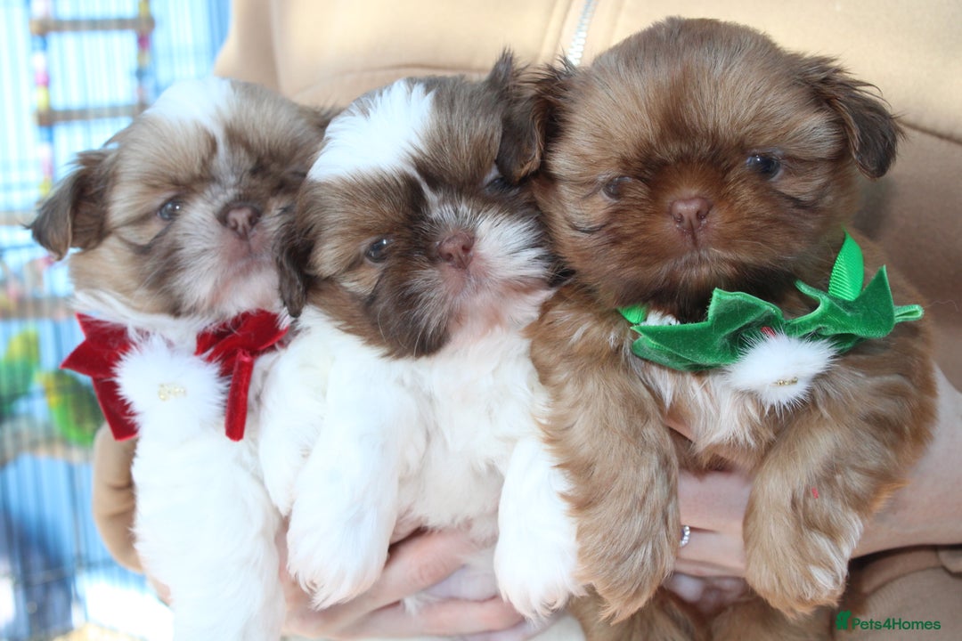Shih Tzu dogs for sale: Only 1 Doll face shih tzu parti colour puppy’s  - Advert 28