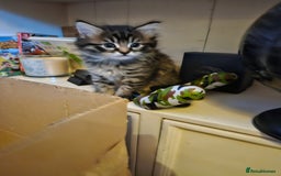 Domestic Shorthair cats for sale: Bengal cross kittens longhaired and shorthaired - Image 9