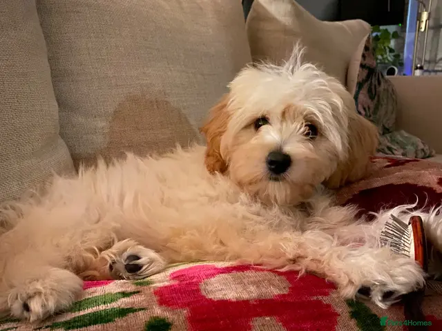 Cavapoochon dogs for sale: Gorgeous Health Tested Toy Cavapoochon - Advert 13