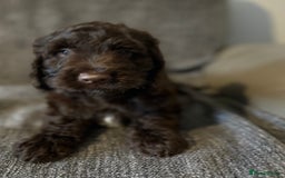 Cockapoo dogs for sale: Gorgeous cockapoo puppies  - Image 10
