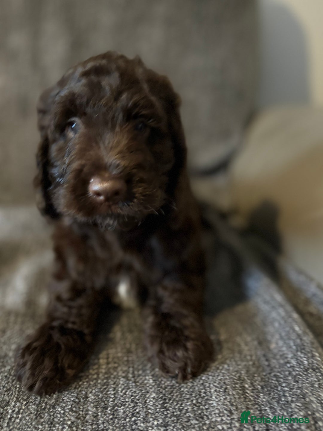 Cockapoo dogs for sale: Gorgeous cockapoo puppies  - Image 10