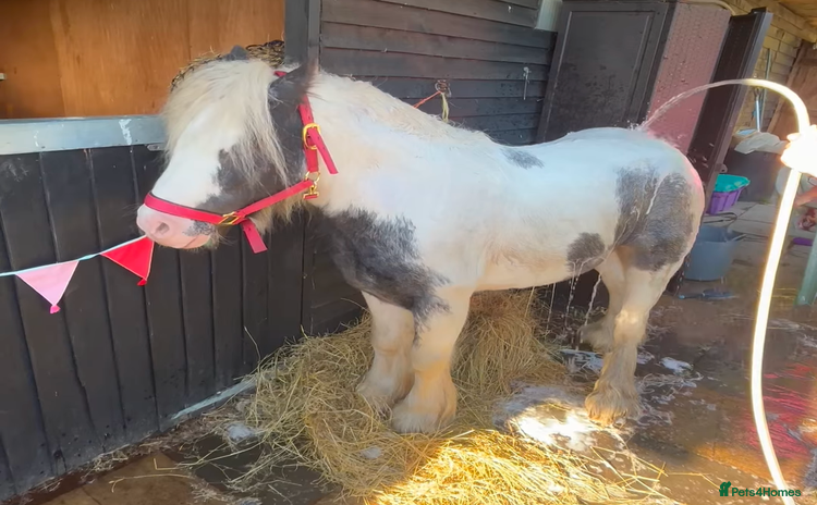 Irish Cob horses - Advert 4