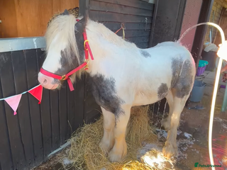 Irish Cob horses - Advert 6