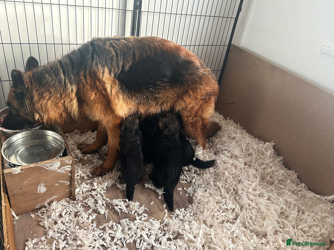 German Shepherd dogs for sale: Kc Registered German Shepherd Puppies - Advert 9