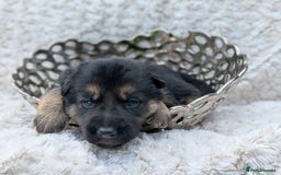 German Shepherd dogs for sale: Beautiful German Shepherd Puppies - Image 8
