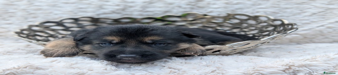 German Shepherd yellow