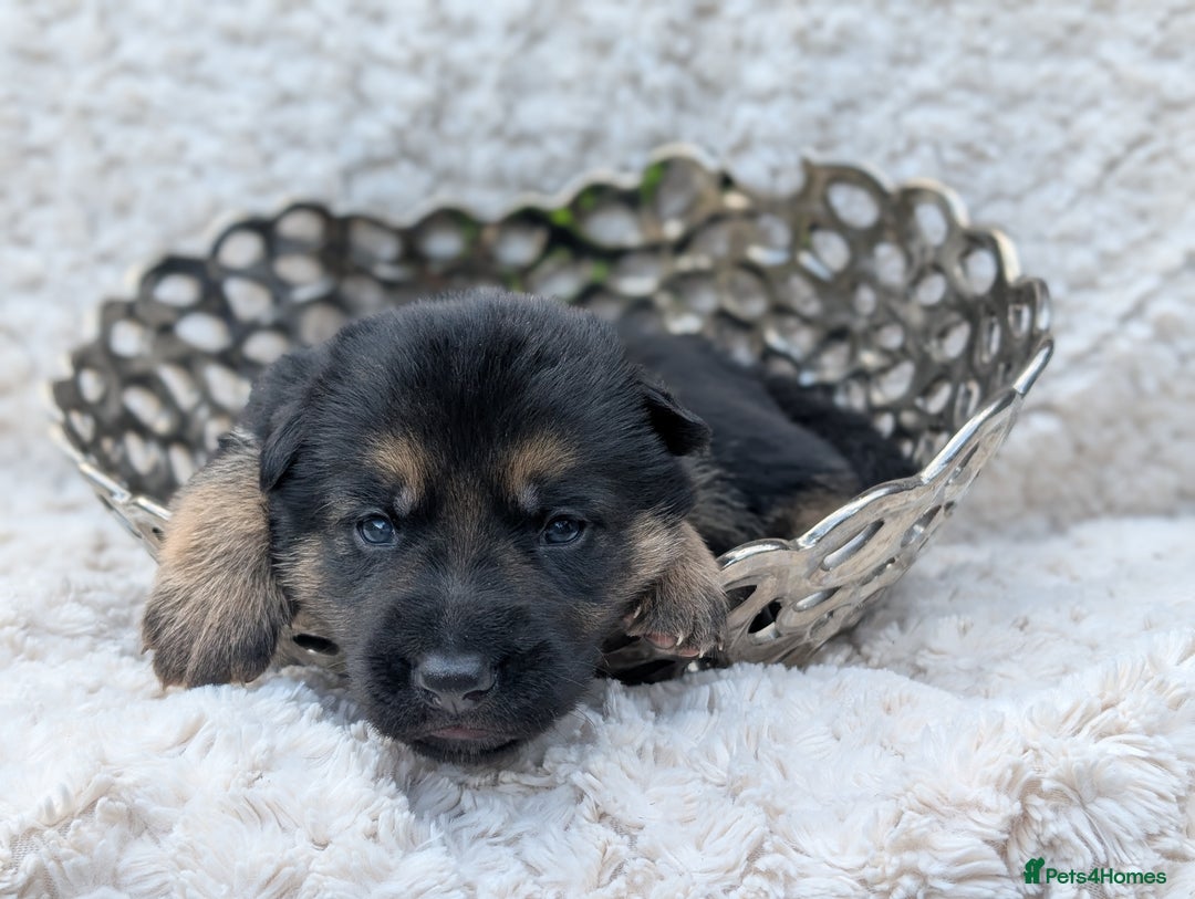 German Shepherd dogs for sale: Beautiful German Shepherd Puppies - Image 8