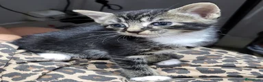 Tabby, black and white.