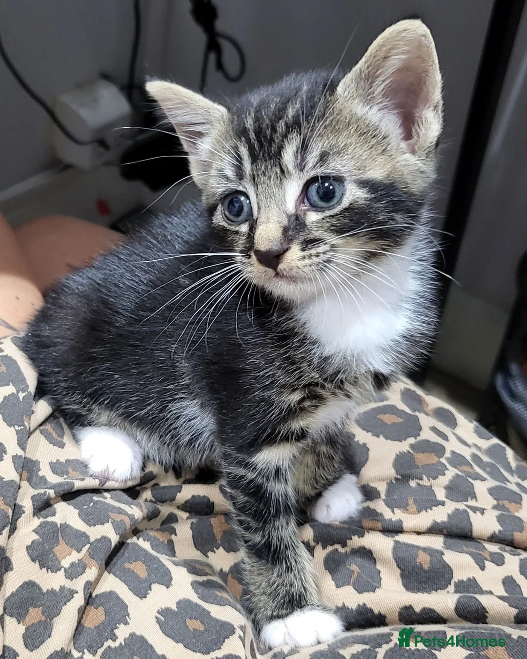 British Shorthair cats for sale: Kittens for sale in Canterbury - Advert 2