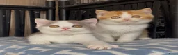 British Shorthair cats for sale: Beautiful BSH champion line two boys  - Advert 16