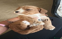 Cavapoo dogs for sale: One girl left has come available  - Image 27