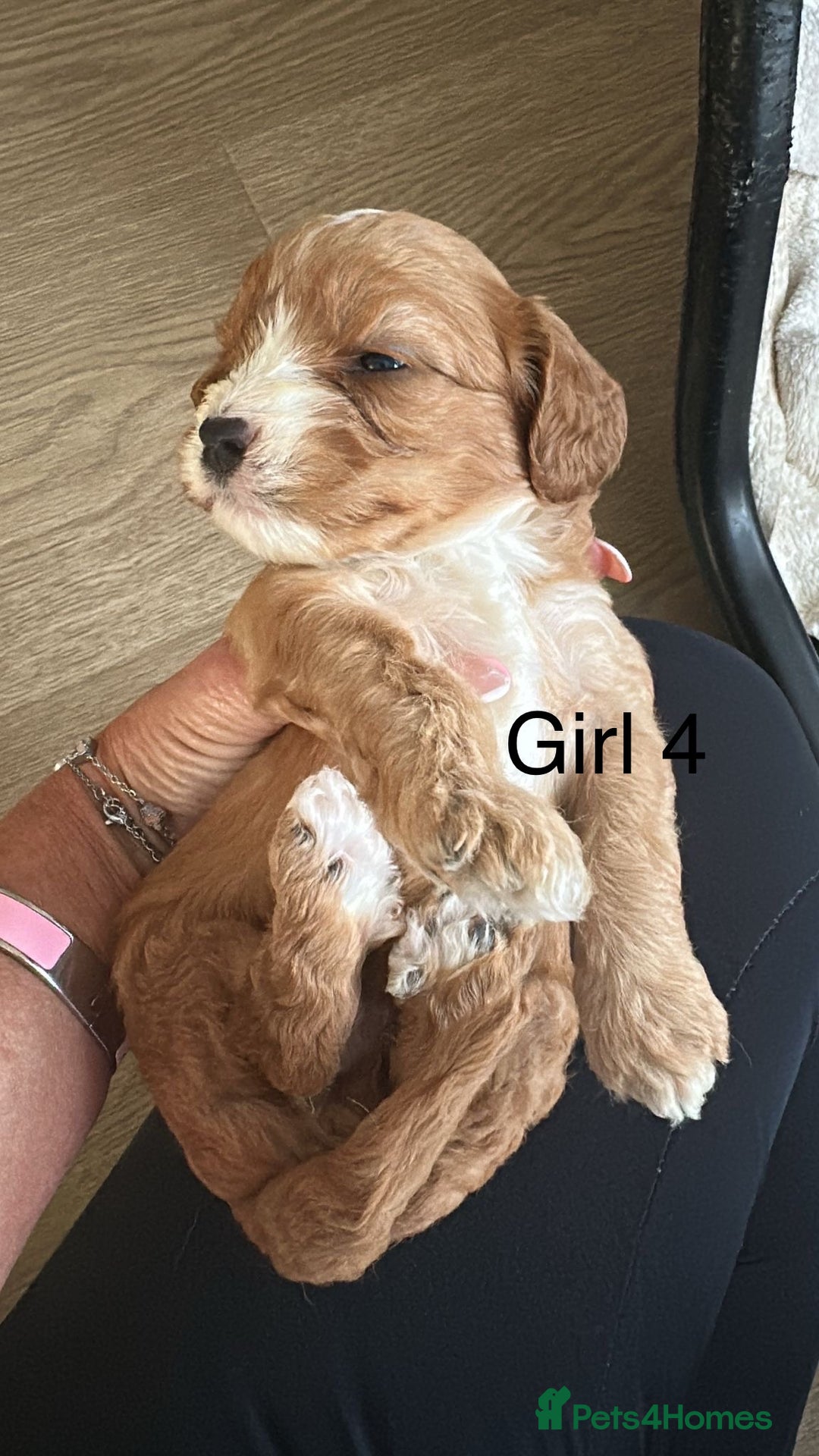Cavapoo dogs for sale: One girl left has come available  - Image 27