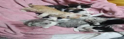 Mixed Breed cats for sale: 2 different litters, tiny kittens  - Advert 11