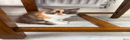 British Longhair cats for sale: Available now 😻 British Longhair kittens - TICA  - Advert 13