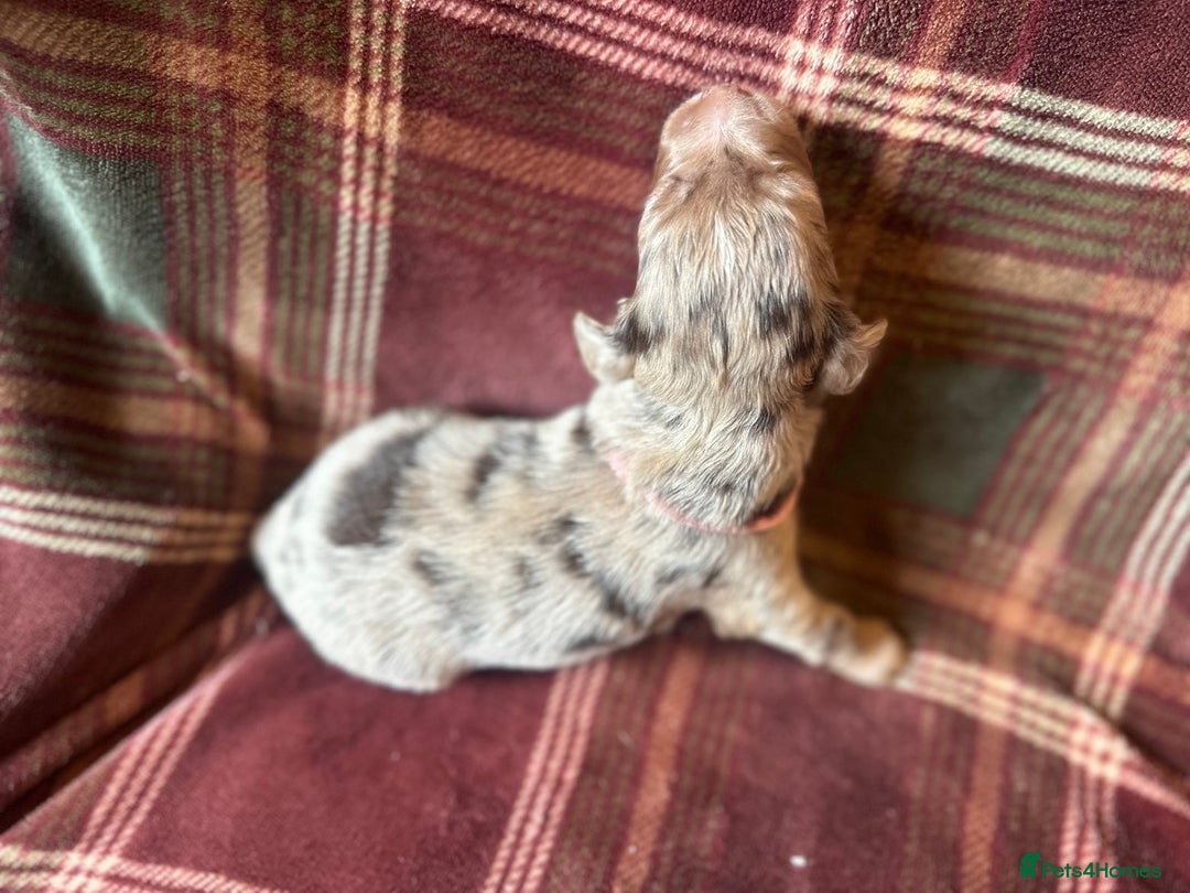 Mixed Breed dogs for sale: Beautiful Cocker X Puppies  - Advert 27