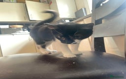 Domestic Shorthair cats for sale: Three Domestic Shorthairs (4 months) - Image 2
