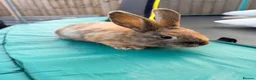 Mixed Breed rabbits for sale: Bunnies  in Newark - Advert 17