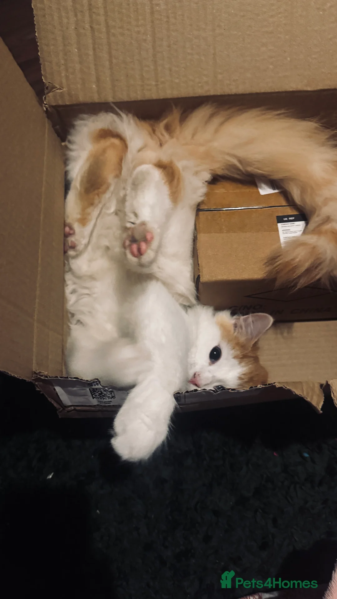 Mixed Breed cats for sale: Young male kitten looking for a loving home! - Advert 7