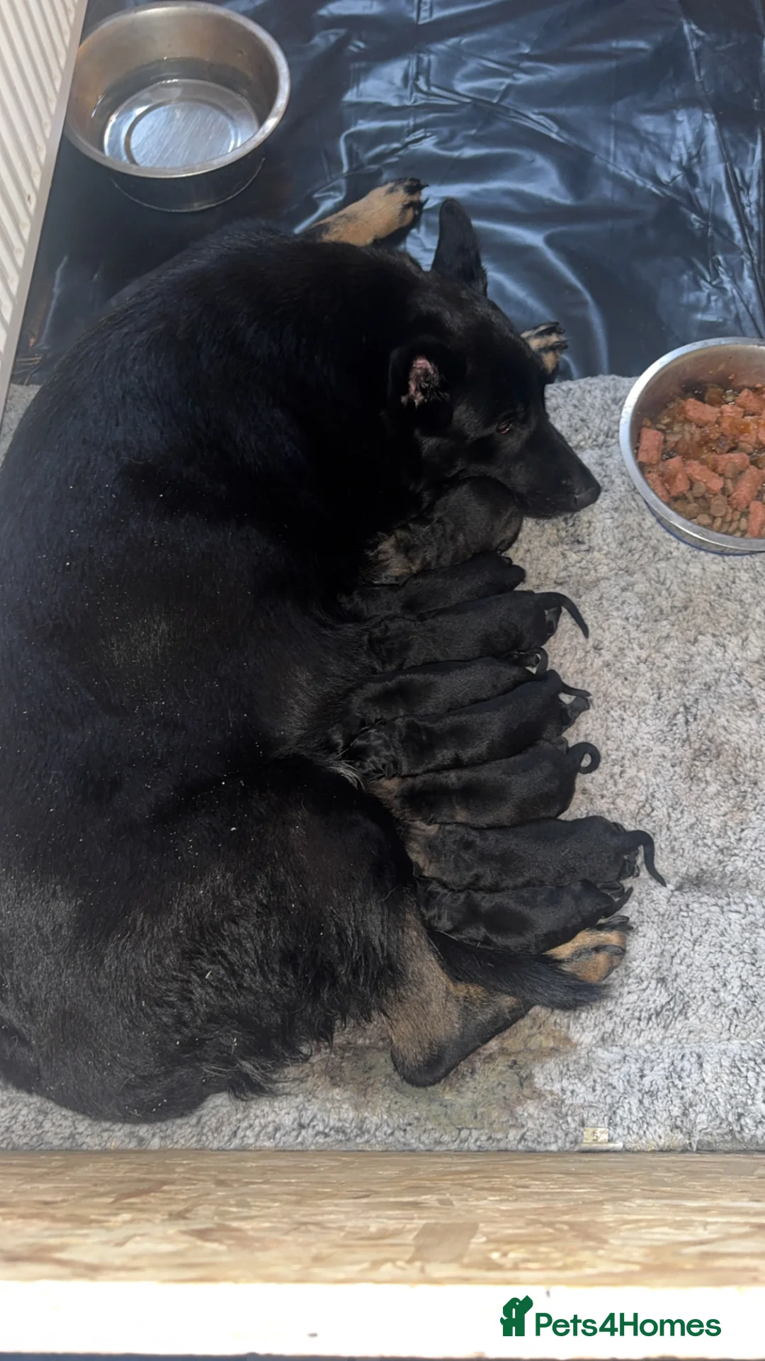 German Shepherd dogs for sale: 9 German shepherd puppies - Advert 8