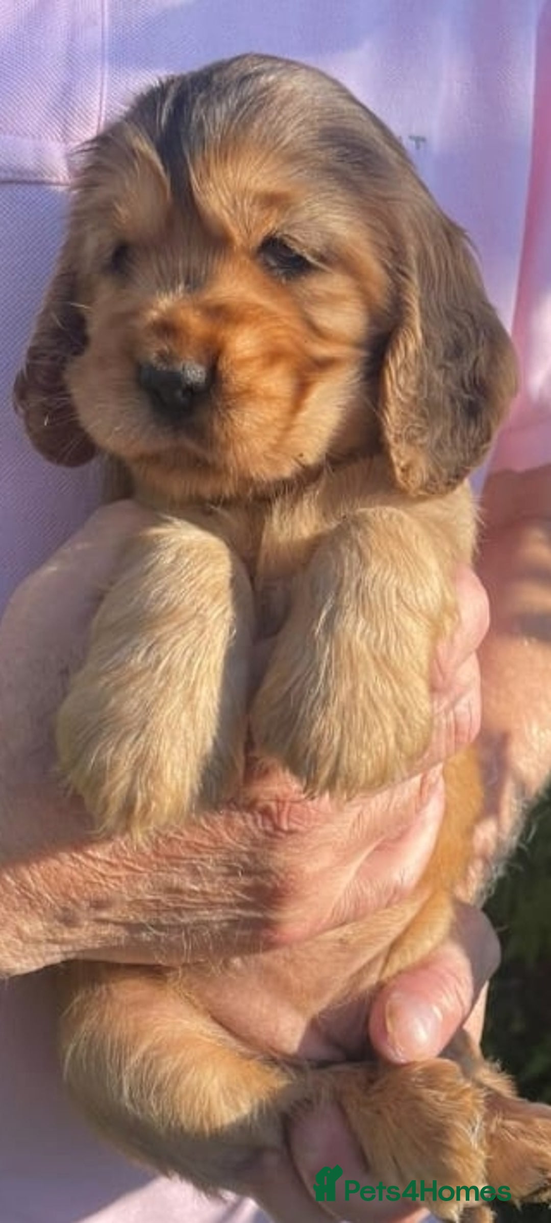 Cocker Spaniel dogs for stud: 5 * AMRYA KC Reg SHOW TYPE PRA/FN CLEAR STUD in Gateshead - Image 14