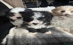 Mixed Breed dogs for sale: Bichon Maltese mix  - Advert 15
