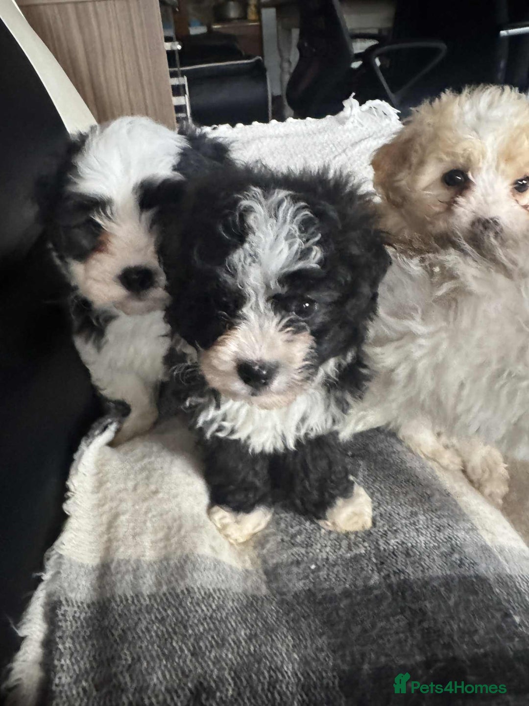 Mixed Breed dogs for sale: Bichon Maltese mix  - Advert 15