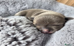Staffordshire Bull Terrier dogs for sale: Stunning KC Staffs Very Unique colours - Image 19