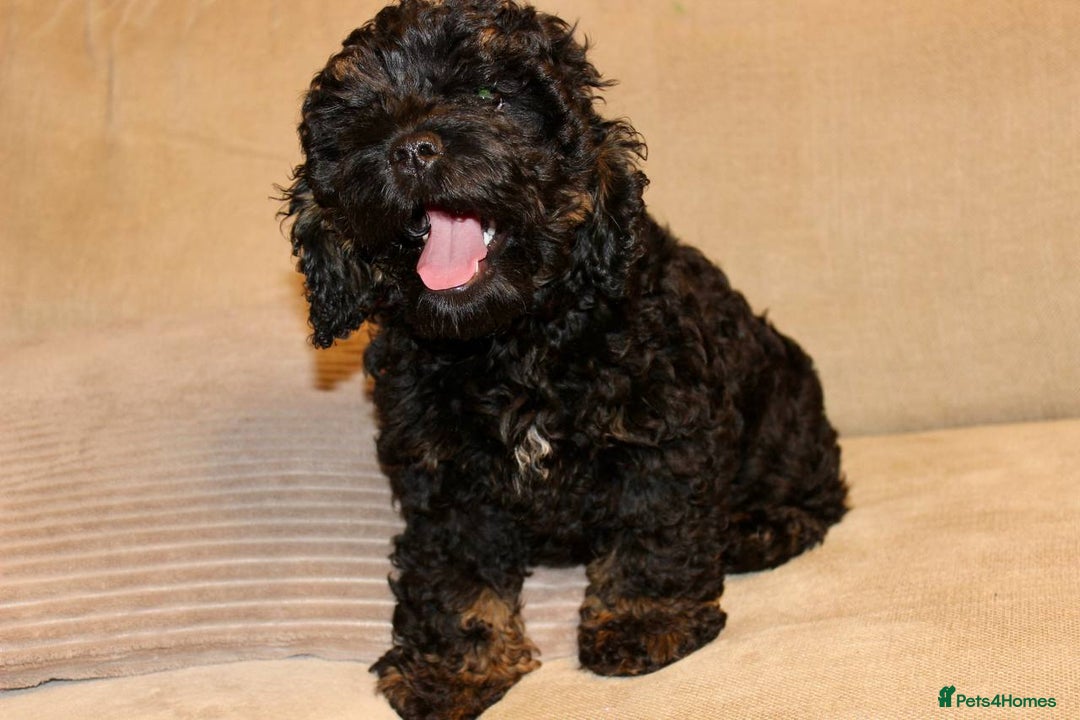 Cockapoo dogs for sale: Unique F1 Cockapoo Puppies - Advert 6