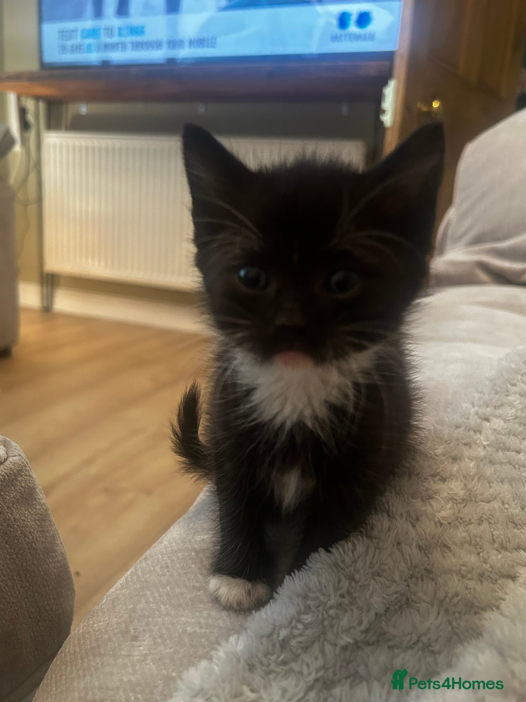 Mixed Breed cats for sale: 3 x black and white kittens available  - Image 3