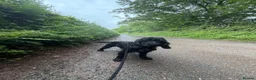 Cocker Spaniel dogs for stud: Show Cocker to Stud in Tiverton - Advert 4