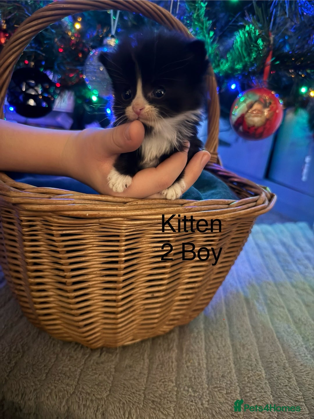 British Longhair cats for sale: 5 Beautiful Kittens  - Advert 6